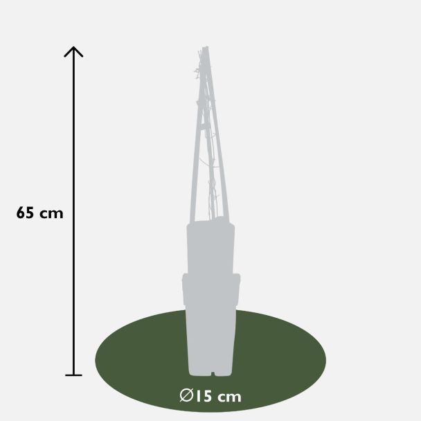 Clematis 'Multi Blue' klimplant afmeting bij aflevering