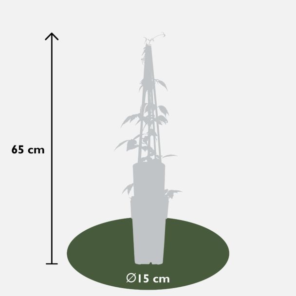 potmaat en lengte bij levering (↨65 cm – Ø15)

