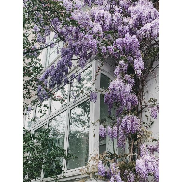 Blauwe regen Naga Noda met lange bloei in de tuin