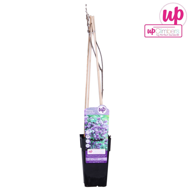 Wisteria sinensis in verpakking