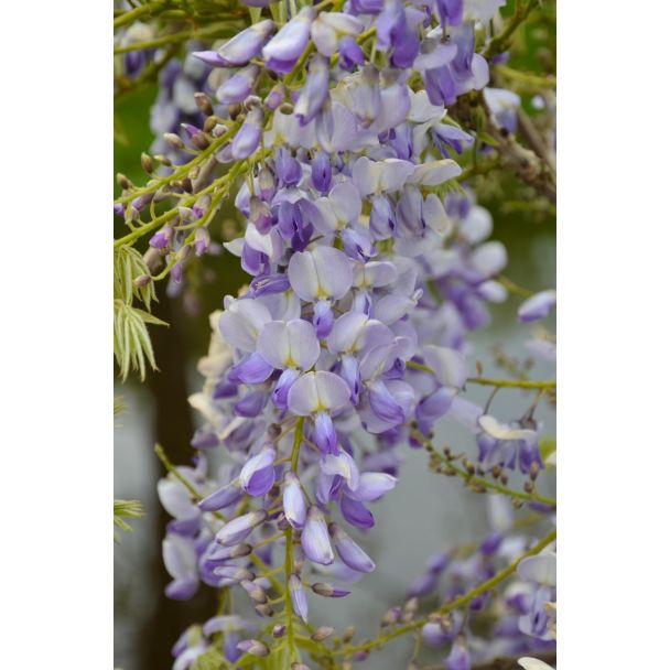 Blauweregen plant in pot Ø15 – Wisteria sinensis ‘Caroline’ met bloemen