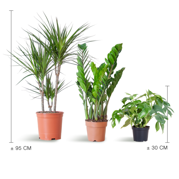 Schaduw Plantenbox – 3 kamerplanten zonder sierpot
