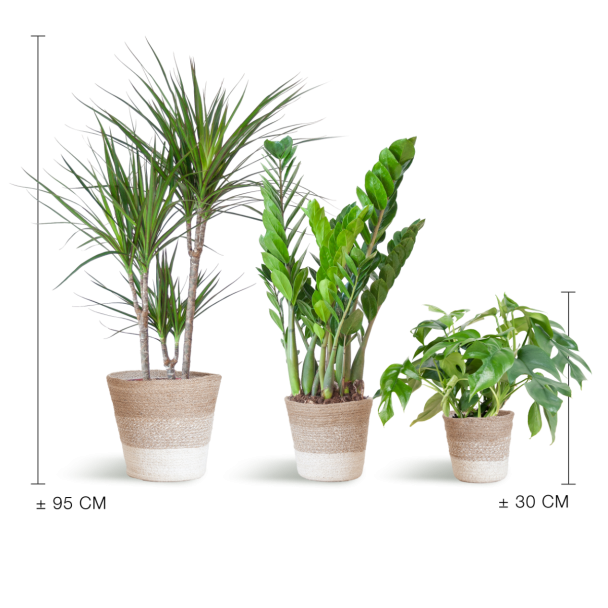 Schaduw Plantenbox – 3 kamerplanten met mand Lissabon gestreept