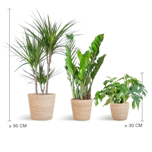 Schaduw Plantenbox – 3 kamerplanten in Sofia mand naturel