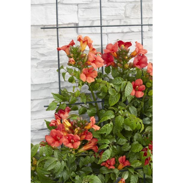 Campsis klimplant groeit langs pergola