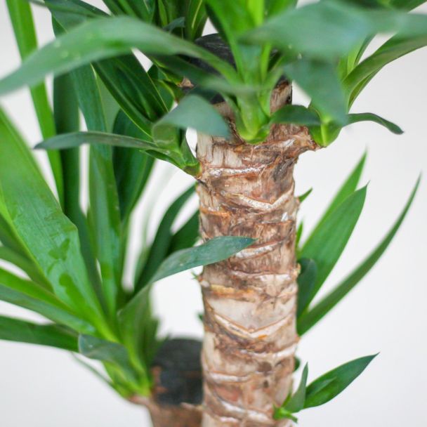Yucca Elephantipes met stevige stam en lange groene bladeren