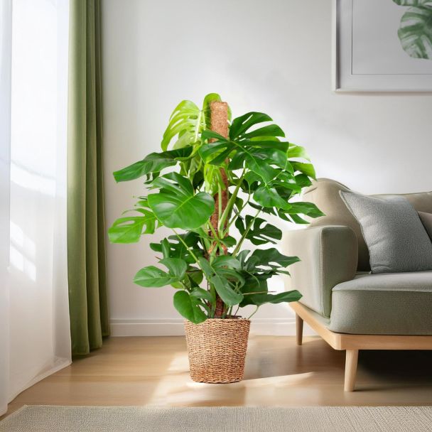 sfeerimpressie gatenplant monstera deliciosa in Torun mand Ø24 - 120cm hoog