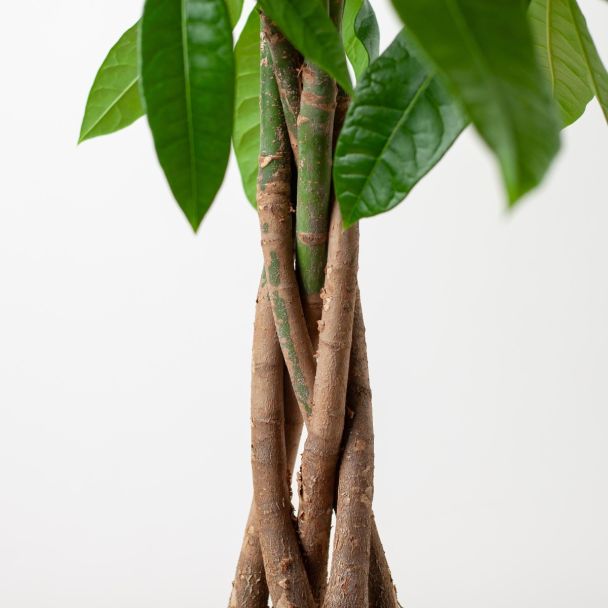 pachira-aquatica-geldboom-met-gevlochten-stam