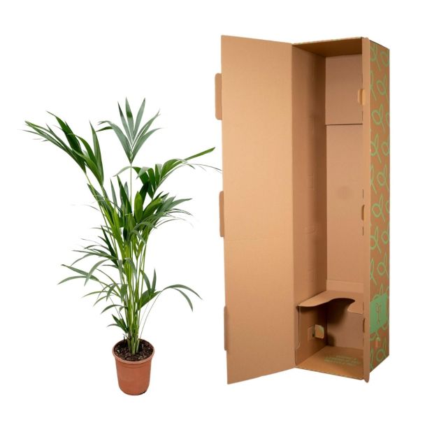 kentia palm binnen howea forsteriana 160cm in verpakking