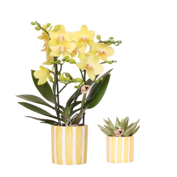 Geschenk-Tipp! Geschenkset mit gelber Orchidee Mexiko Ø9cm, grüner Sukkulente Ø6cm, bemalter Streifen-Übertopf