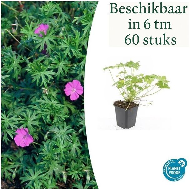 6 bis 60 Stück Storchschnabel / Geranium 'Tiny Monster', rosa Blüten mit dunklen Adern - ↕10-25cm - Ø9cm