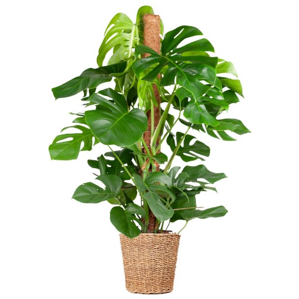 Luchtzuiverende plant monstera deliciosa in Torun mand Ø24 - 120cm hoog