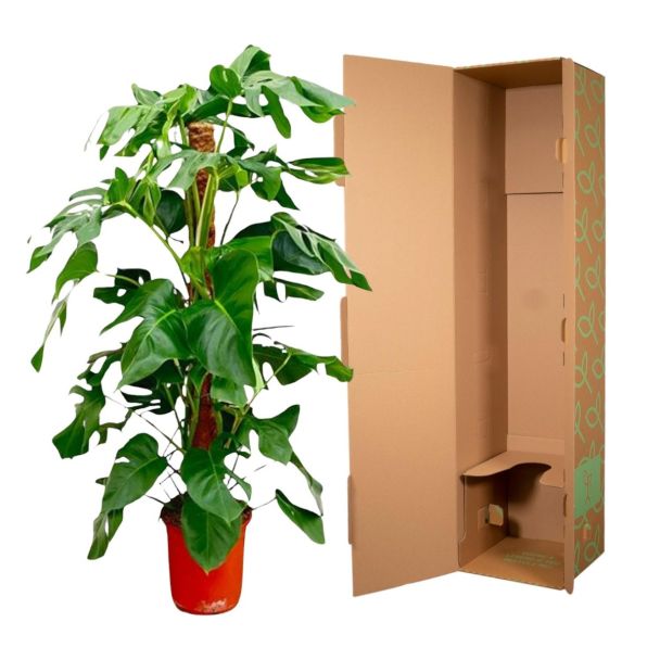 Tropische uitstraling van Monstera Pertusum bladeren in verpakking