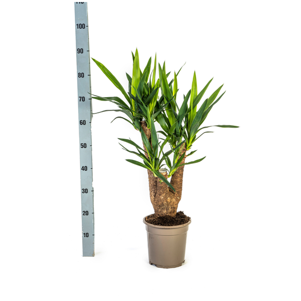 Palmlelie Yucca Vertakt 70 cm pot 21