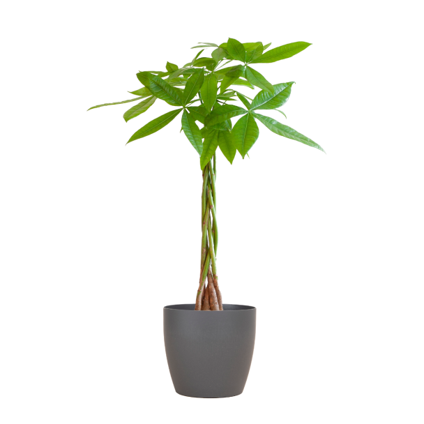 pachira aquatica geldboom met gevlochten stam viber grijs pot