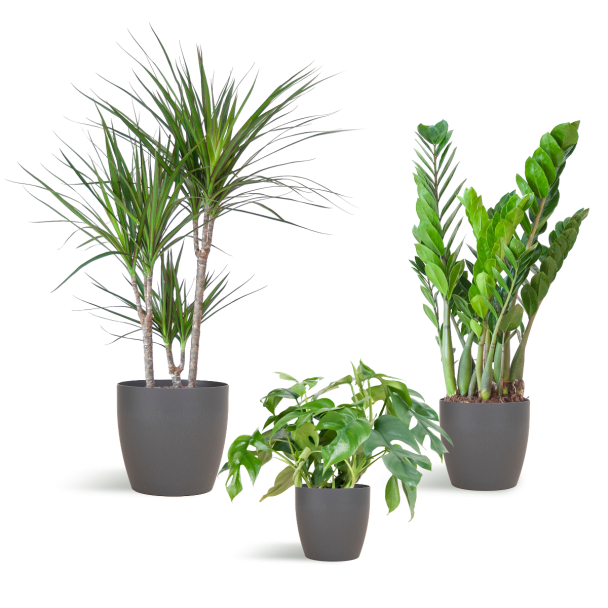 Schaduw Plantenbox – 3 kamerplanten met vibers pot grijs 