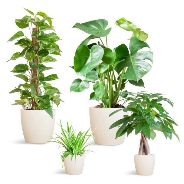 Plantenbox met Vibers pot wit