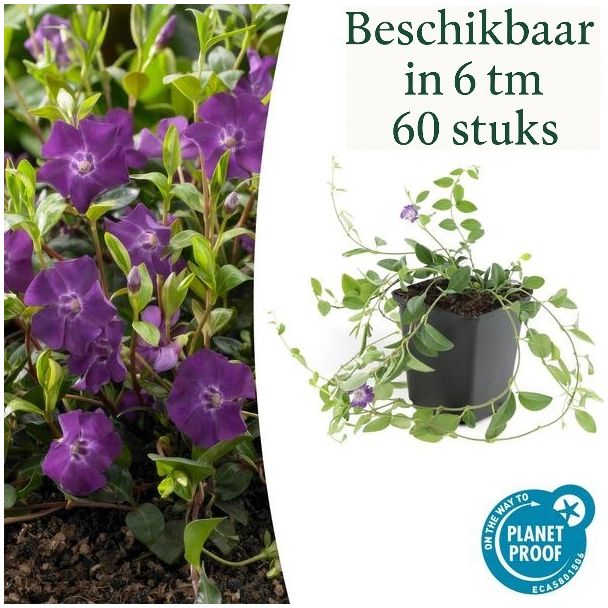 6 bis 60 x kleine Immergrün / Vinca minor Atropurpurea, kräftiger Bodendecker mit lila Blüten