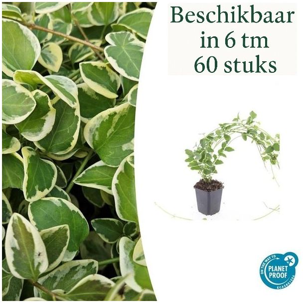 Grosse Maiglocke / Vinca Major 'Variegata', Zierliches Blatt mit Cremiger Rand, Lila-Purpur Blumen - ↕10-25cm - Ø9cm