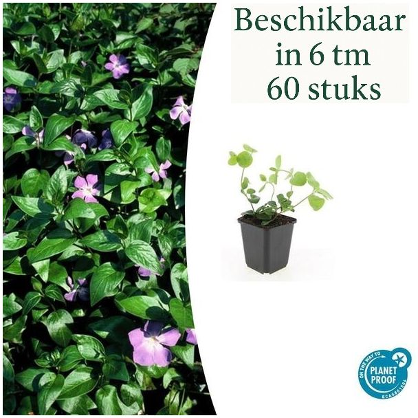 6 bis 60 Stück Große Maiglöckchen / Vinca major, Zierliches grünes Blatt, Lila Blüten - ↕10-25cm - Ø9cm