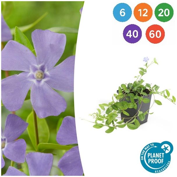 6 bis 60 Stück kleine Immergrün / Vinca minor, Blaue Blumen - ↕10-25cm - Ø9cm