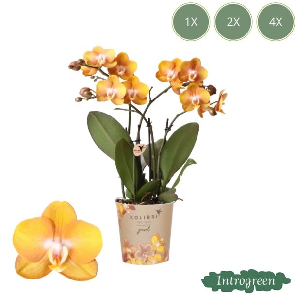 Schmetterlingsorchidee Jewel Las Vegas