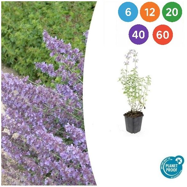 6 bis 60 Stück Nepeta 'Walker's Low' (Katzenminze) – duftende Staude für Bienen, Schmetterlinge und Katzen
