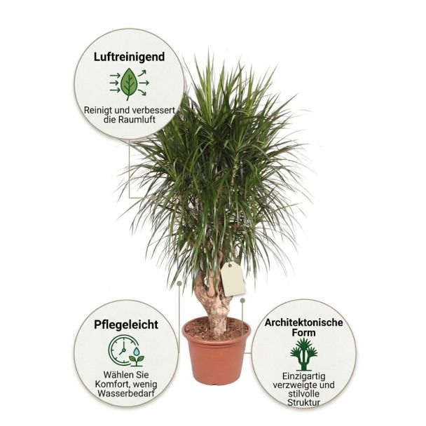 Dracaena XXL vorteile