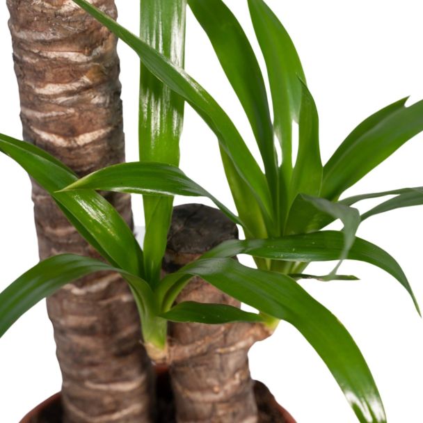 Yucca Elephantipes bladeren