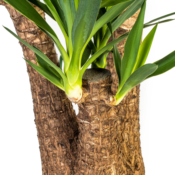 Yucca Elephantipes Vertakt met mand stam