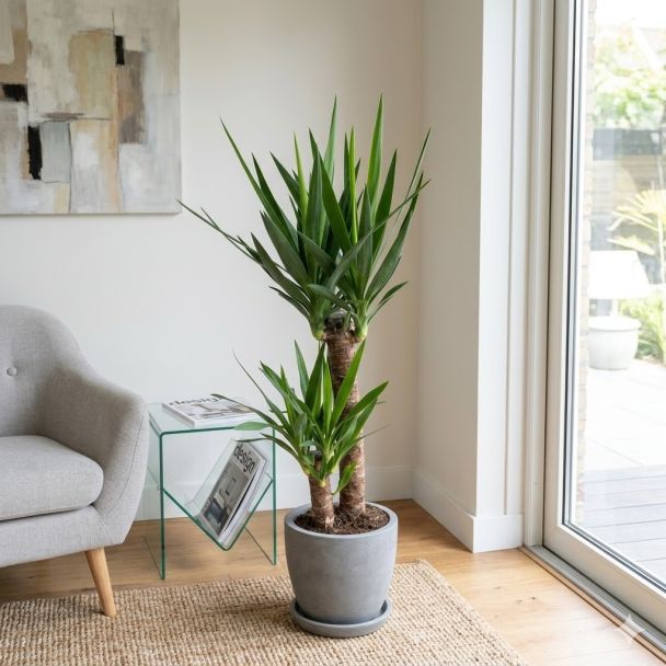 Palmlilie wohnzimmer