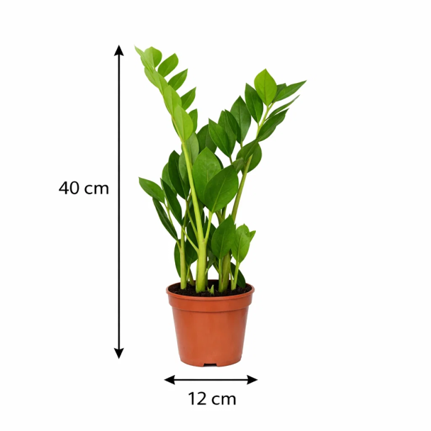 ZZ plant met afmetingen