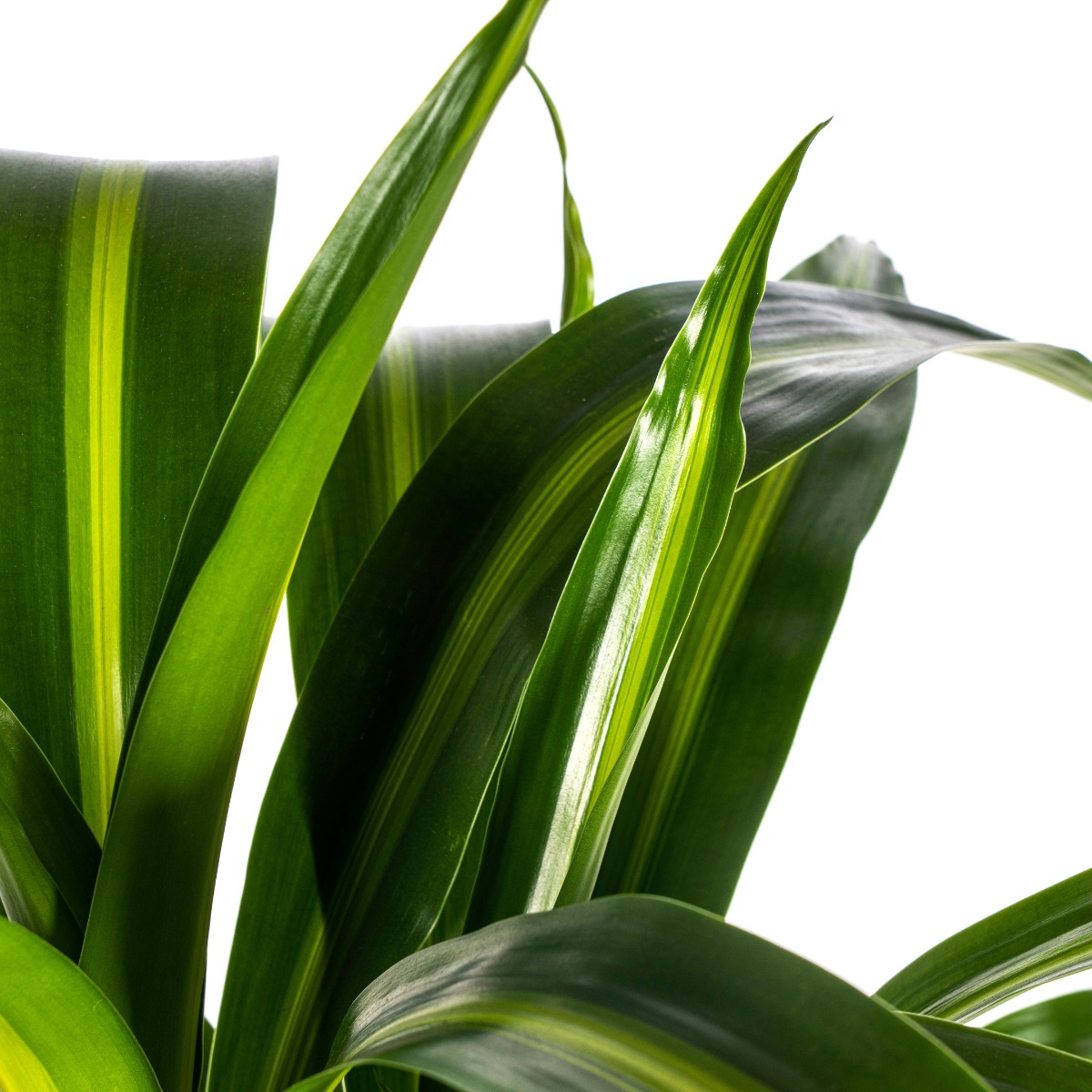 Dracaena Deremensis Hawaiian Sunshine onderhoudsvriendelijke tropische kamerplant