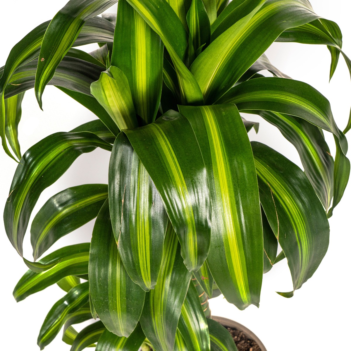 Dracaena Deremensis Hawaiian Sunshine luchtzuiverende plant