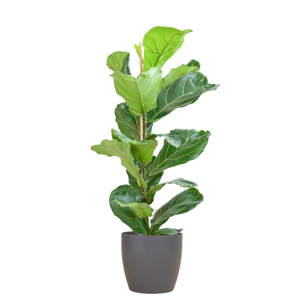 ficus lyrata vioolbladplant 80cm viber sfeer viber pot grijs