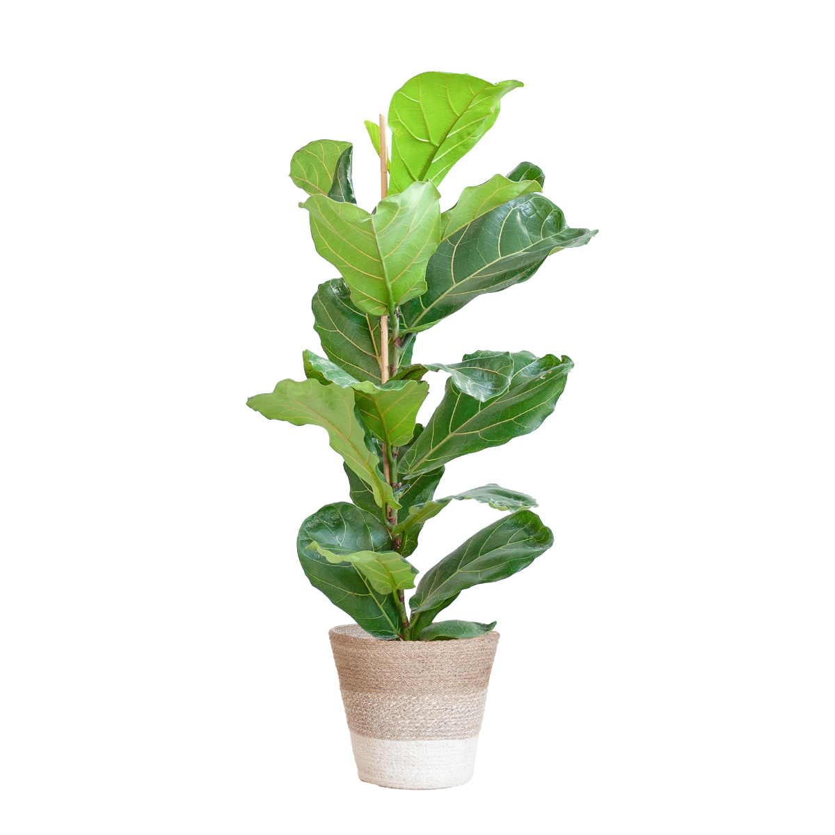 ficus lyrata vioolbladplant 80cm viber sfeer mand gestreept