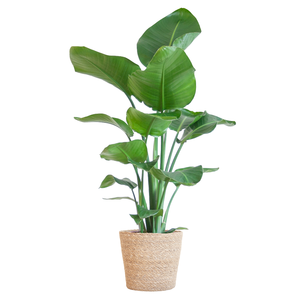 Strelitzia nicolai met Sofia mand naturel – 80 cm