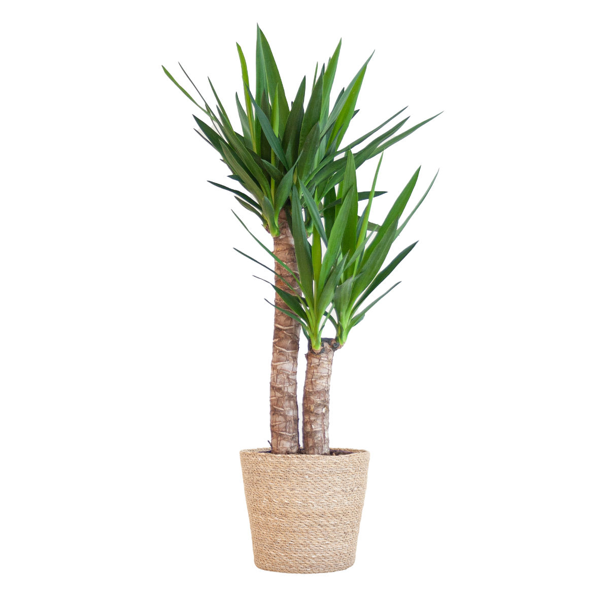 Yucca kamerplant in beige zeegras mand Sofia