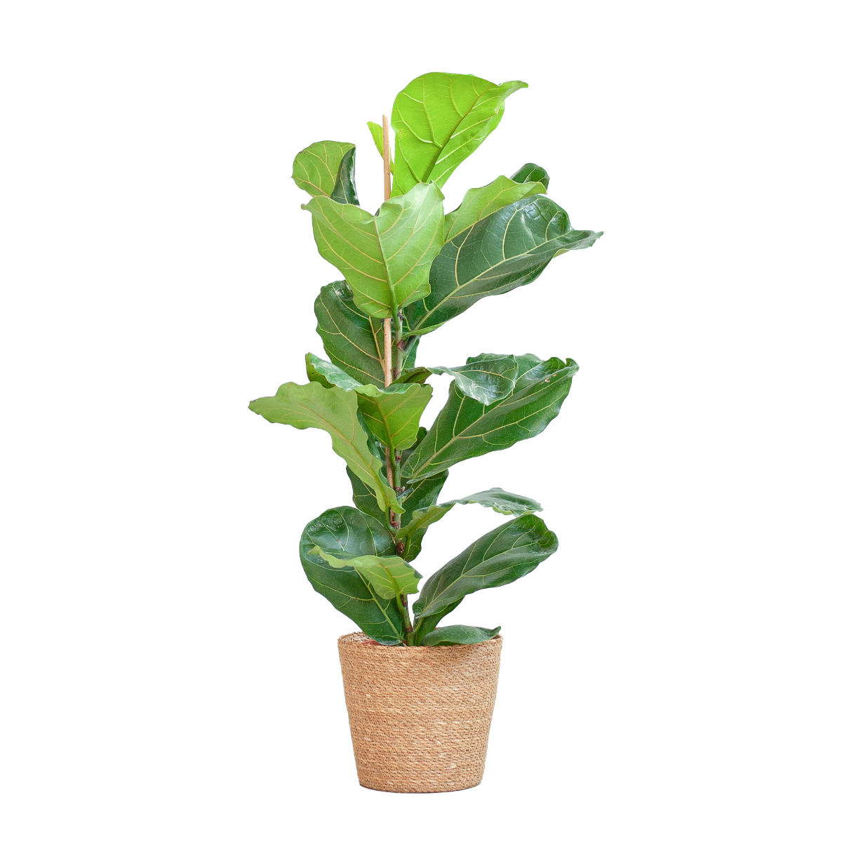 ficus lyrata vioolbladplant 80cm viber sfeer mand naturel