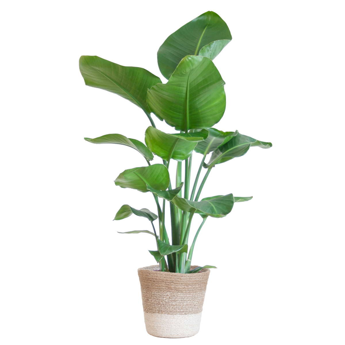 Strelitzia nicolai met Mand Lissabon wit – 80 cm