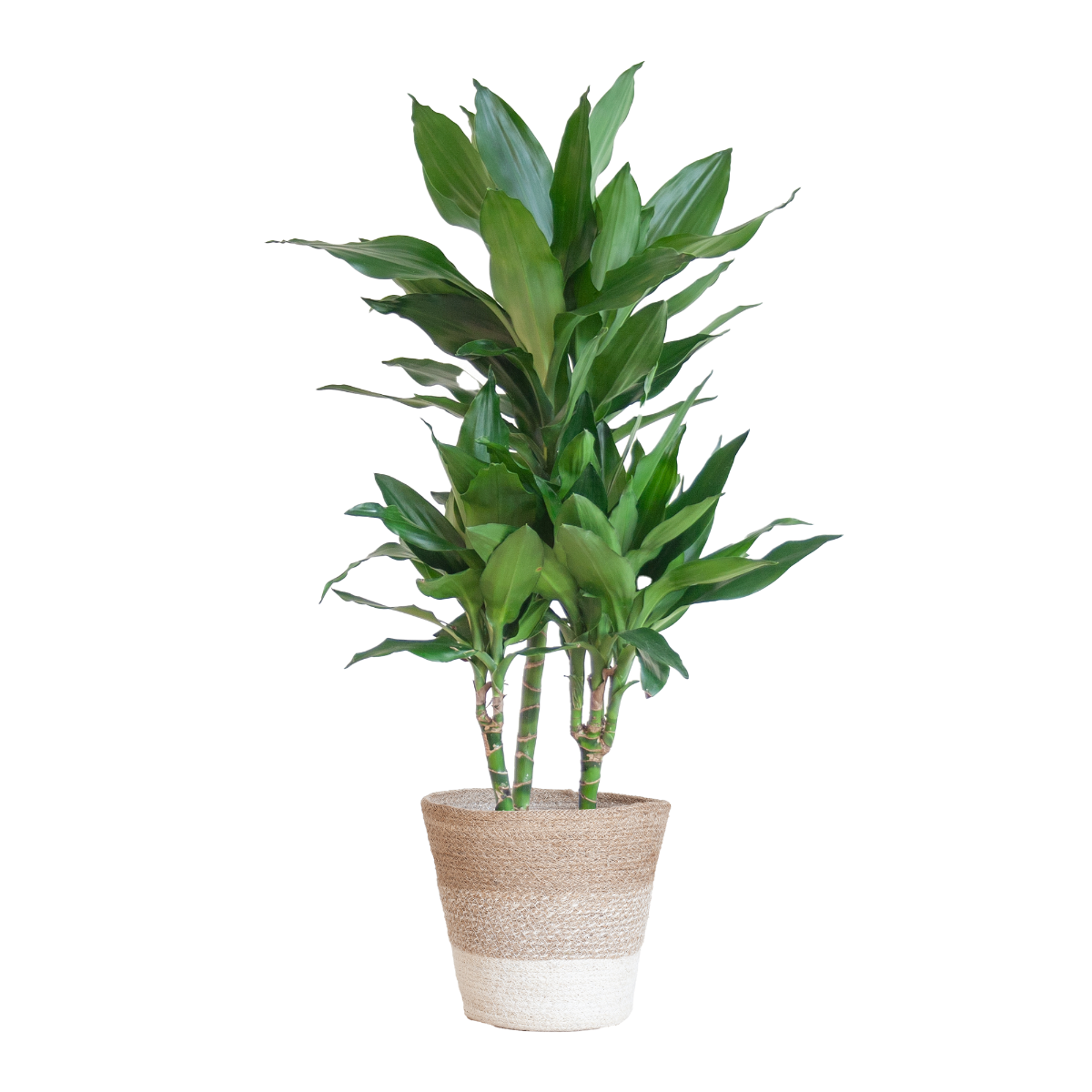 Dracaena Janet Lind met Lissabon mand wit