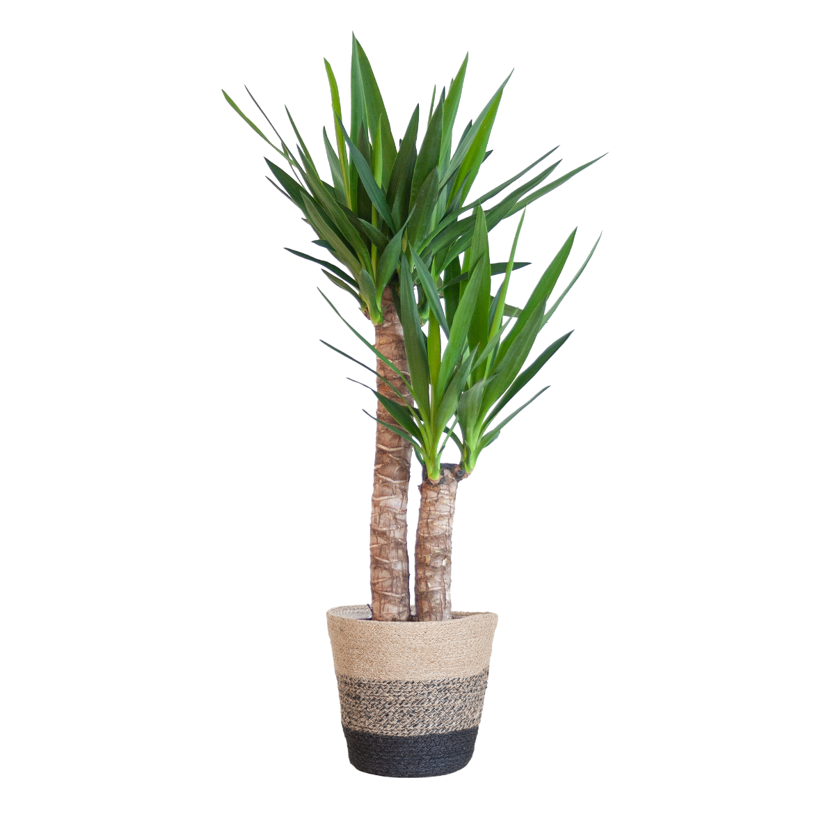 Yucca Palmlelie in zwarte jute plantenmand