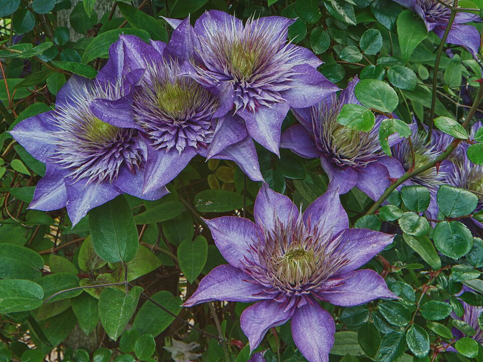 Clematis 'Multi Blue' in bloei met blauwe dubbele bloemen