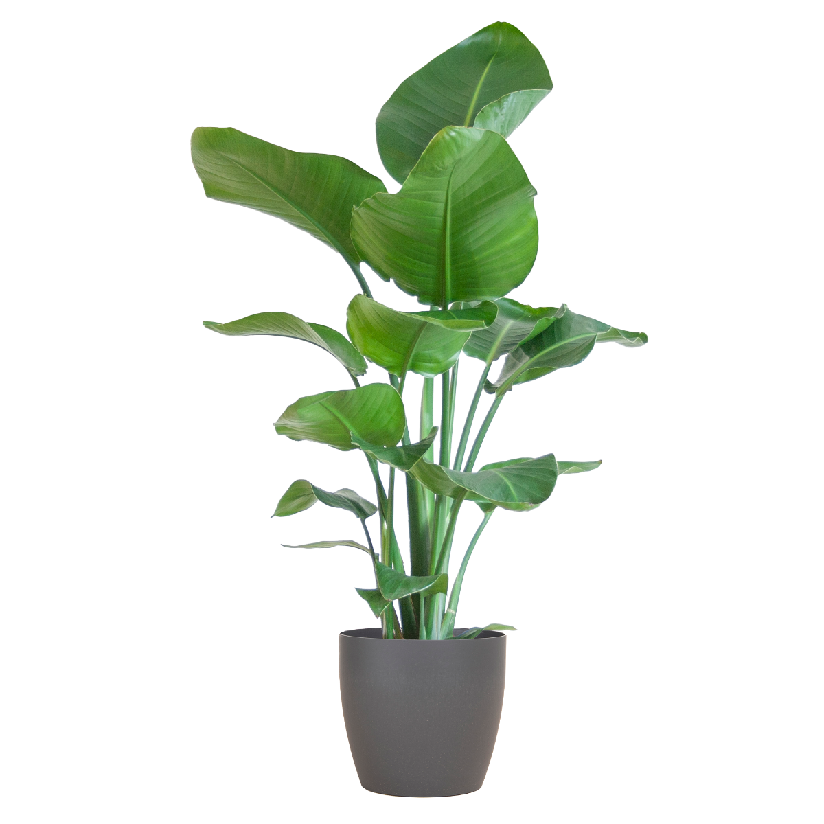 Strelitzia nicolai met Viber pot grijs – 80 cm