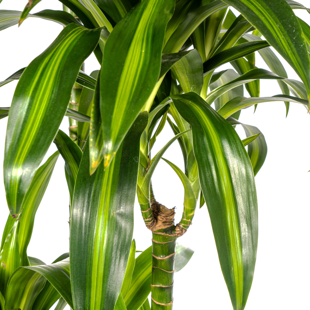Dracaena Deremensis Hawaiian Sunshine glanzende bladeren met lichte strepen