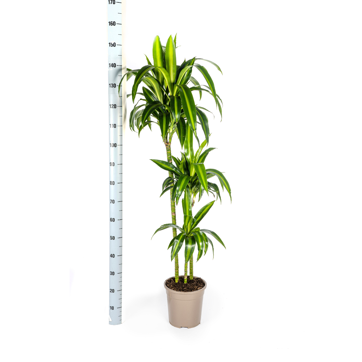 Drakenbooms Hawaiian Sunshine kamerplant Ø24cm hoogte 130-150cm