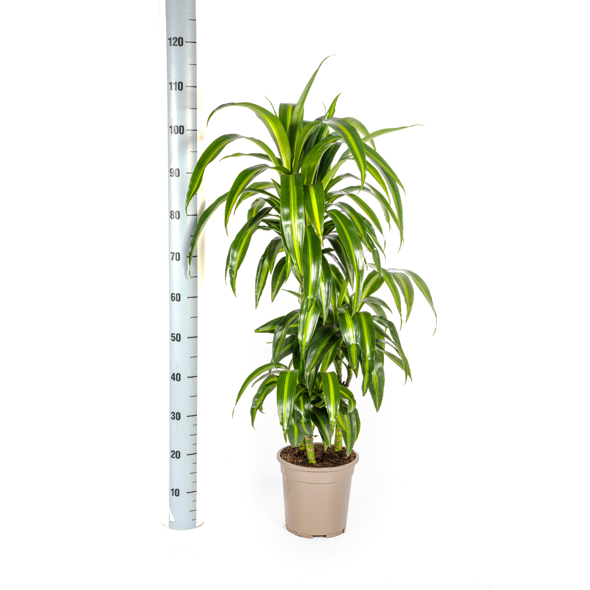 Drakenboom Hawaiian Sunshine Ø21cm hoogte 90-110cm