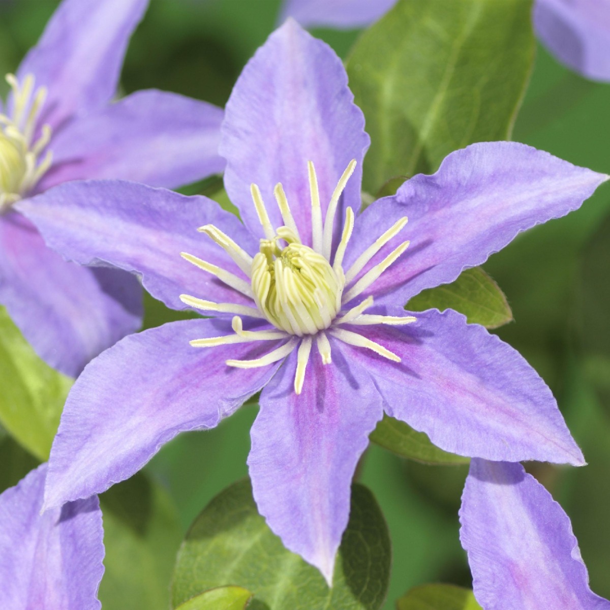 Clematis Justa geschikt voor pergola