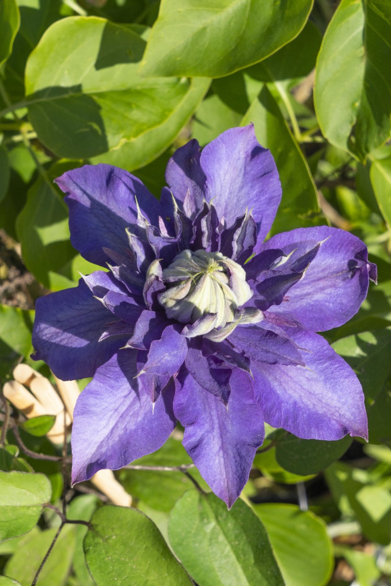 Close-up van Clematis 'Multi Blue' bloemstructuur