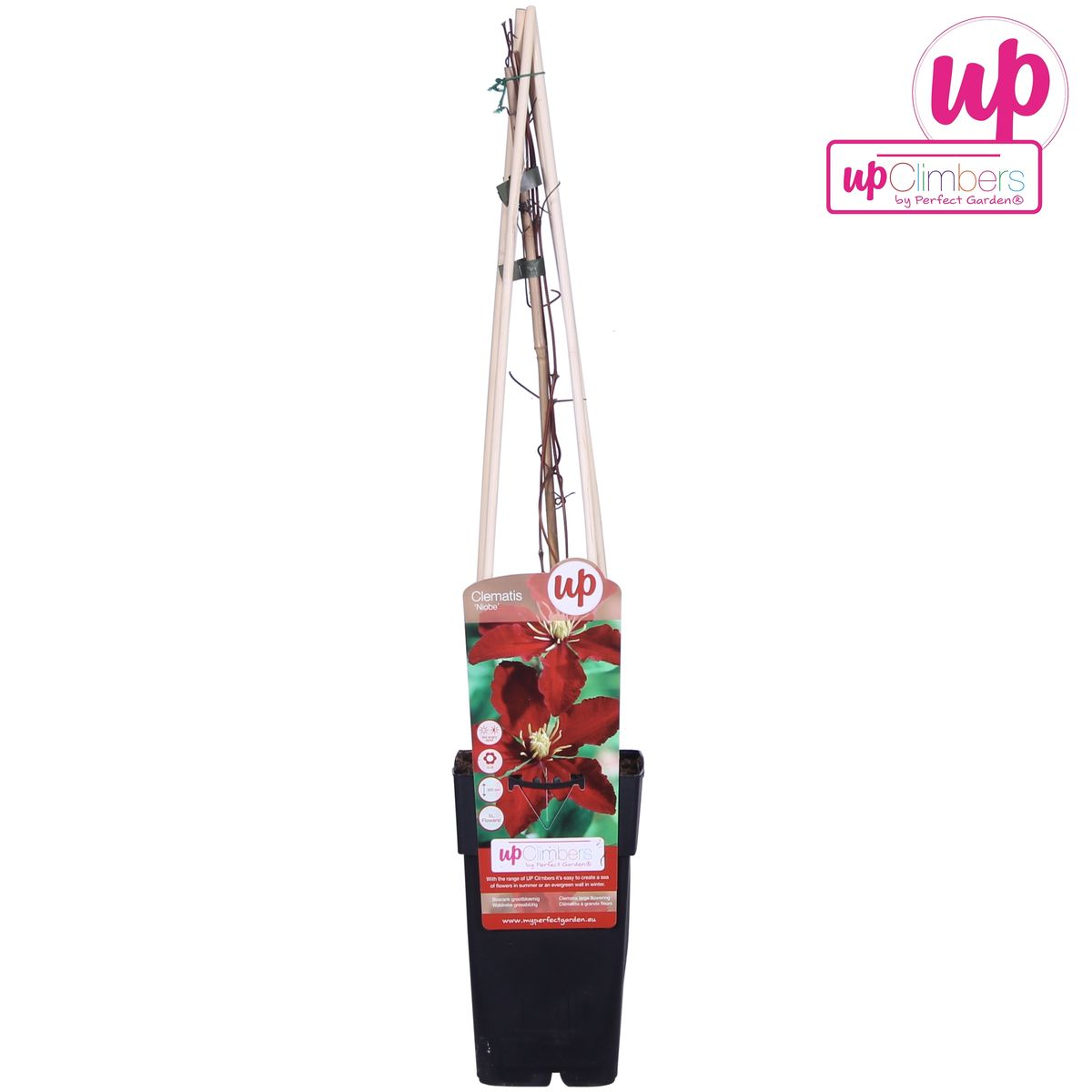 Clematis Niobe plant in pot Ø15 cm, hoogte 65 cm